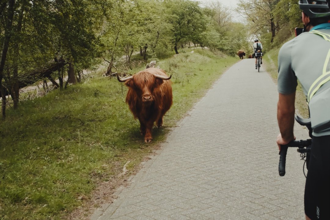 des buffles, des chevaux, des oiseaux dans les parcs naturels des pays-bas