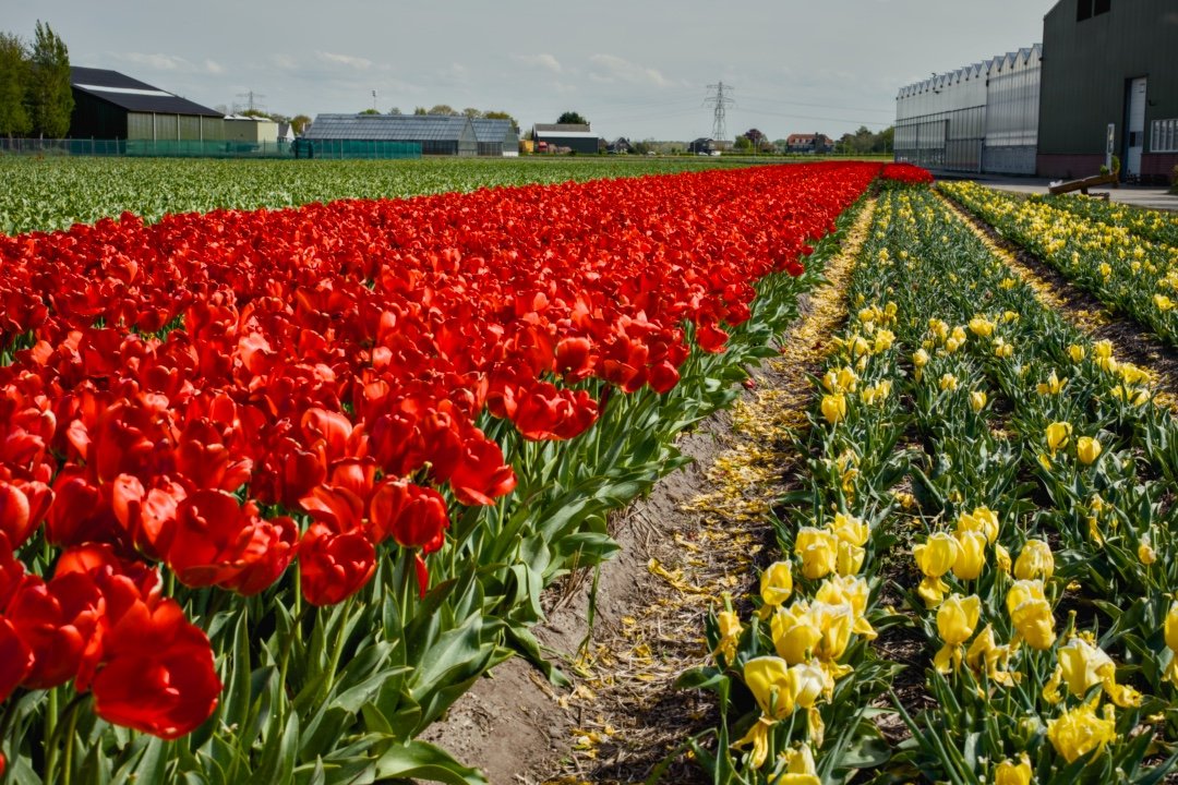 tulipes en fleur fin avril aux pays bas