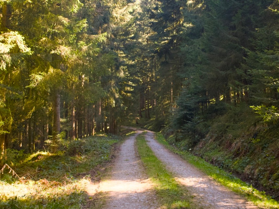 Traversée de la Forêt-Noire en gravel : 544 km en 5 jours, du pneu éclaté à la tente gelée 1 Chemin forestier en gravier bordé de sapins, éclairé par le soleil, pendant une traversée de la Forêt-Noire en gravel